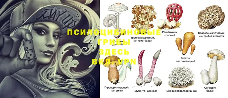 Галлюциногенные грибы Psilocybe  ссылка на мегу как зайти  Балабаново 